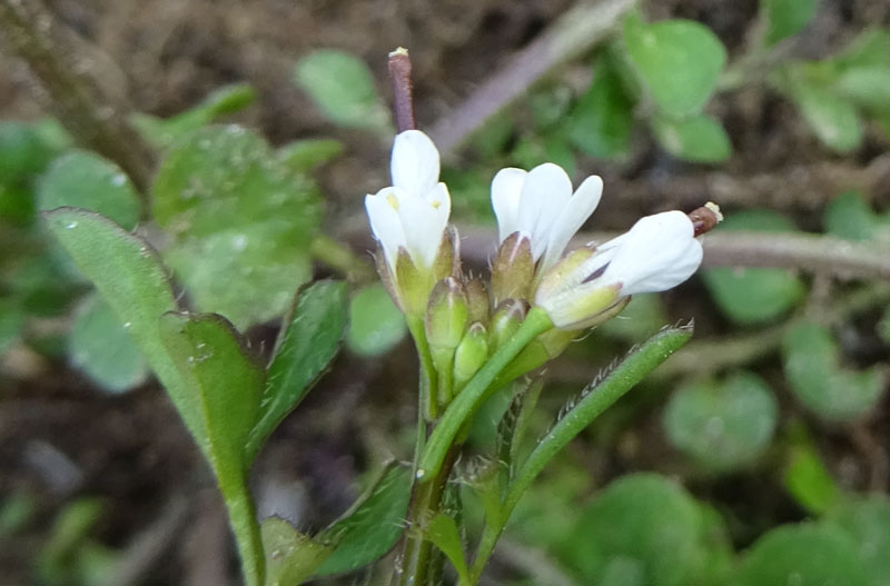 Cardamine hirsuta - Brassicaceae (Cruciferae)